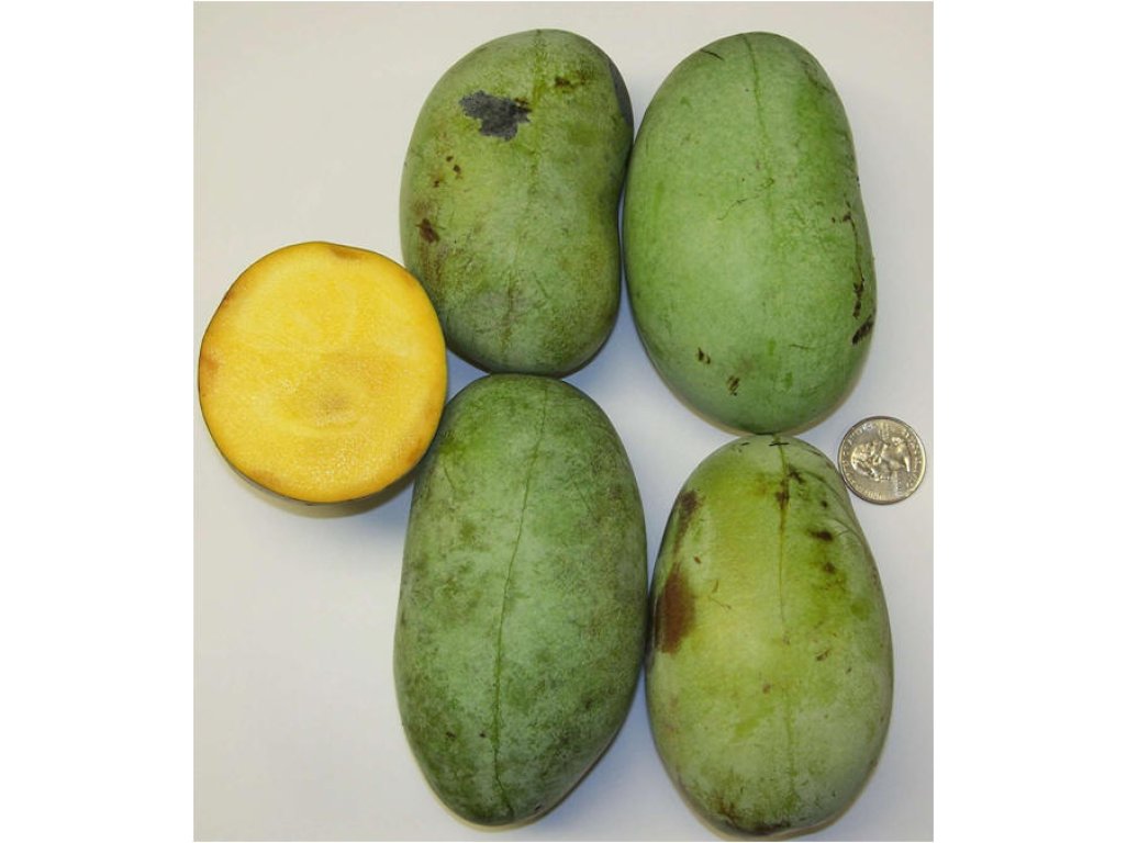 Asimina triloba cv. 'KSU Atwood' - paw-paw (indian banane)