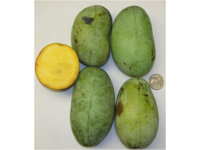 Asimina triloba cv. 'KSU Atwood' - paw-paw (indian banane)