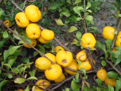Chaenomeles japonica 'Cido' (Japanese chaenomeles) - large-fruited variety
