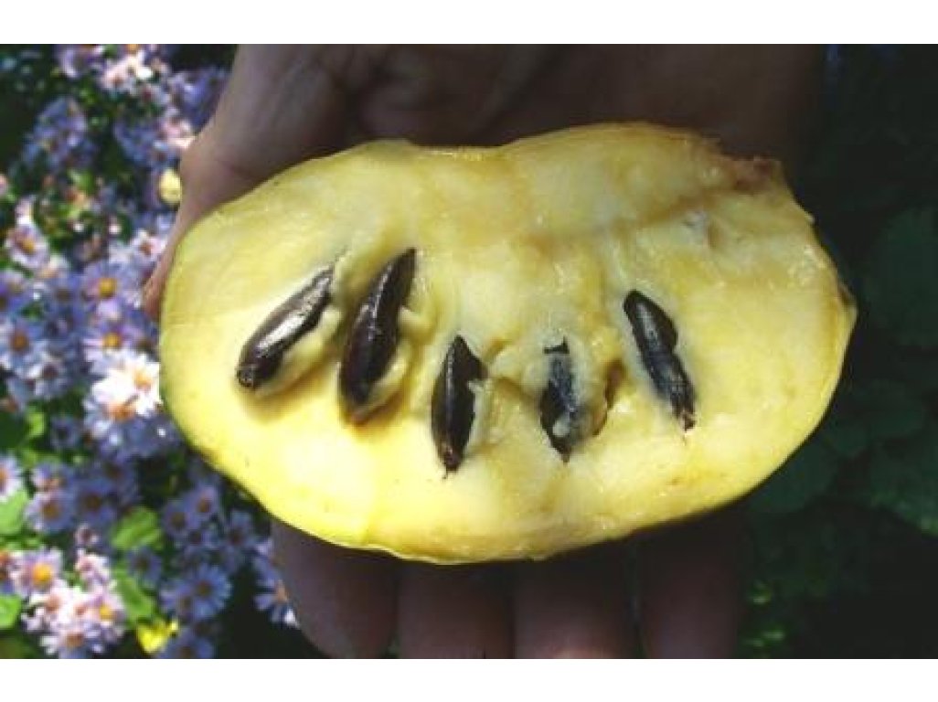 Asimina triloba cv. ´Prima 1216´ - paw-paw (indian banane) /Tree expedition July 2026