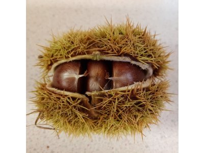 Castanea sativa ´Marigoule´ - sweet chestnut