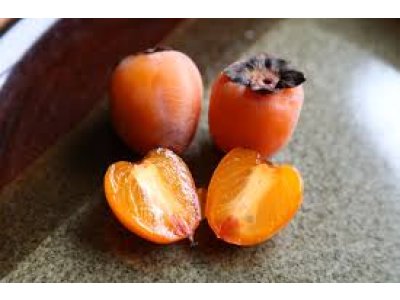 Diospyros virginiana ´Geneva Red´ - hardy persimmon