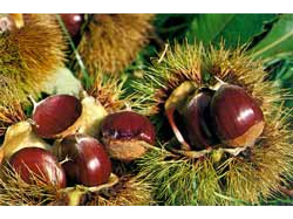 Castanea sativa ´Volou´ - sweet chestnut