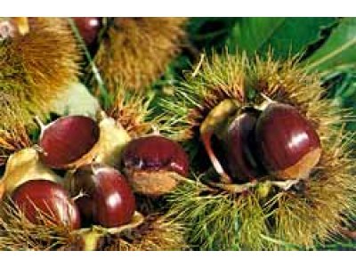 Castanea sativa ´Volou´ - sweet chestnut