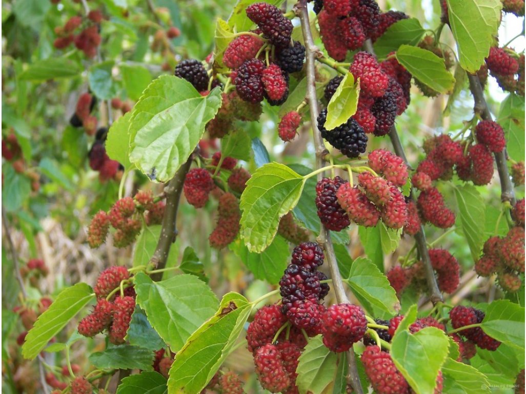 Morus sp.  'Shin'-Tso' - dwarf variety