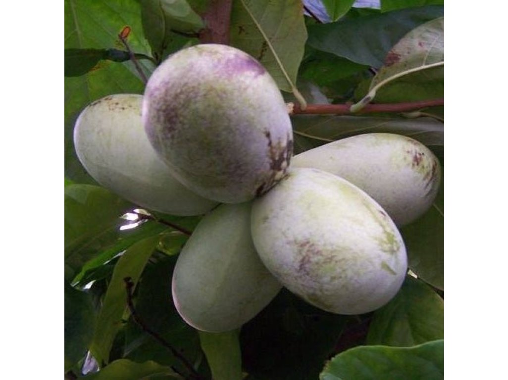 Asimina triloba cv. ´Belle´ - - paw-paw (indian banane)