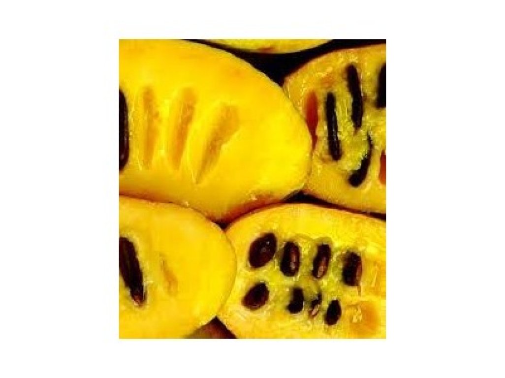 Asimina triloba cv. ´Sweet Virginia´ - paw-paw (indian banane)