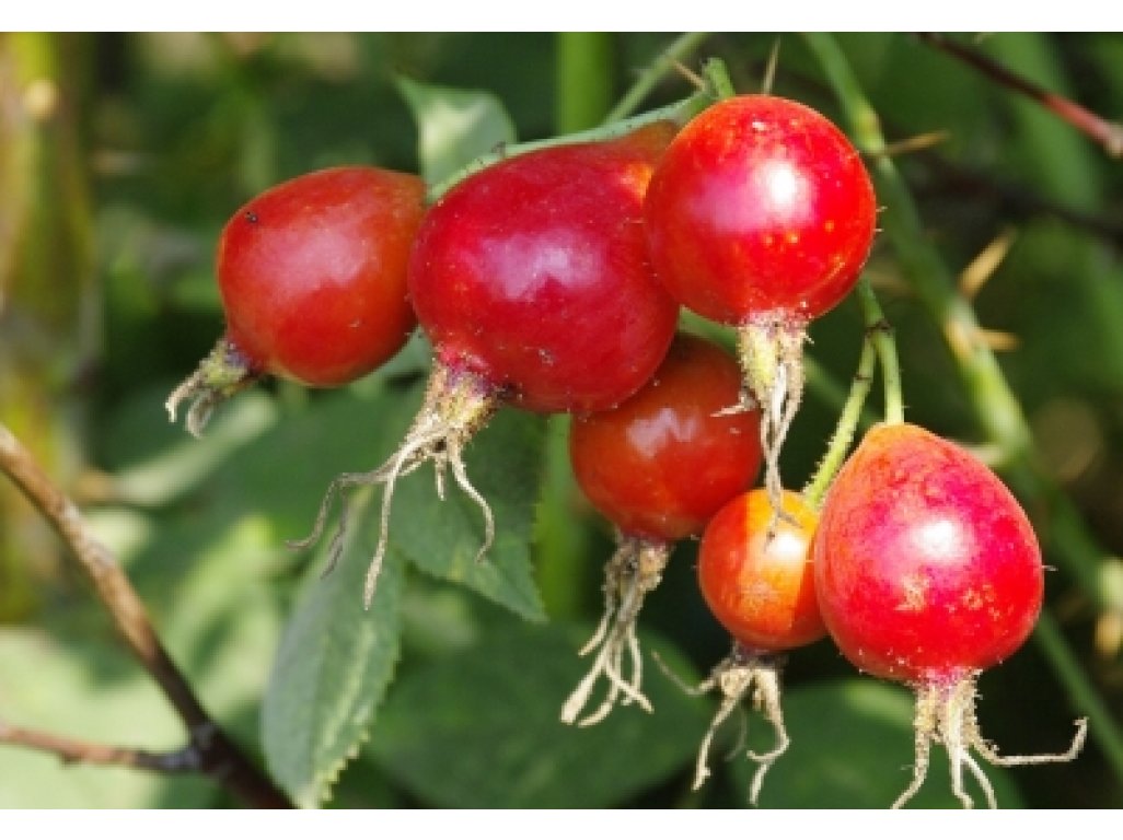 Rosa villosa ´Karpatia´ - a long-fruited rose