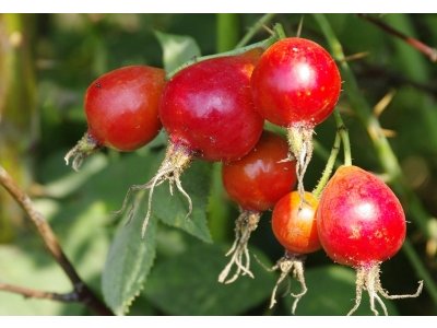 Rosa villosa ´Karpatia´ - a long-fruited rose