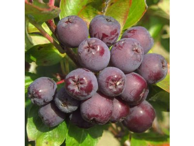 Sorbus ´Burka´ - large-fruited rowan