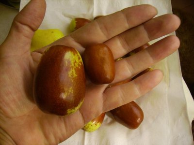 Ziziphus jujuba 'Li' - jujube