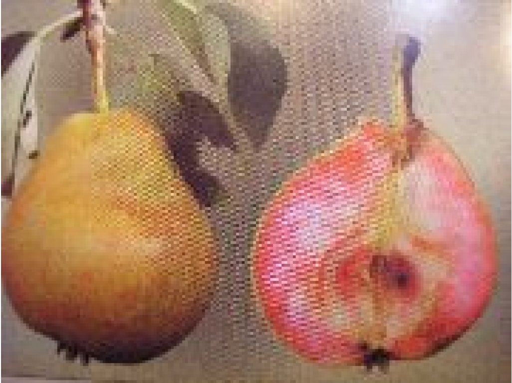 Pyrus communis 'Krvavka' (Krvavka) - summer variety