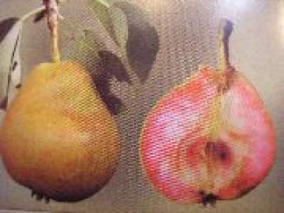 Pyrus communis 'Krvavka' (Krvavka) - summer variety