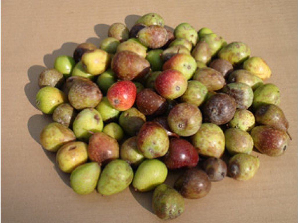 Sorbus domestica - service tree (30+cm)