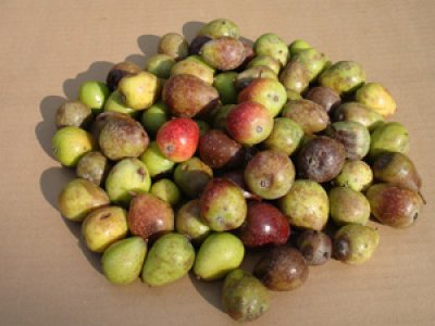 Sorbus domestica - service tree (30+cm)