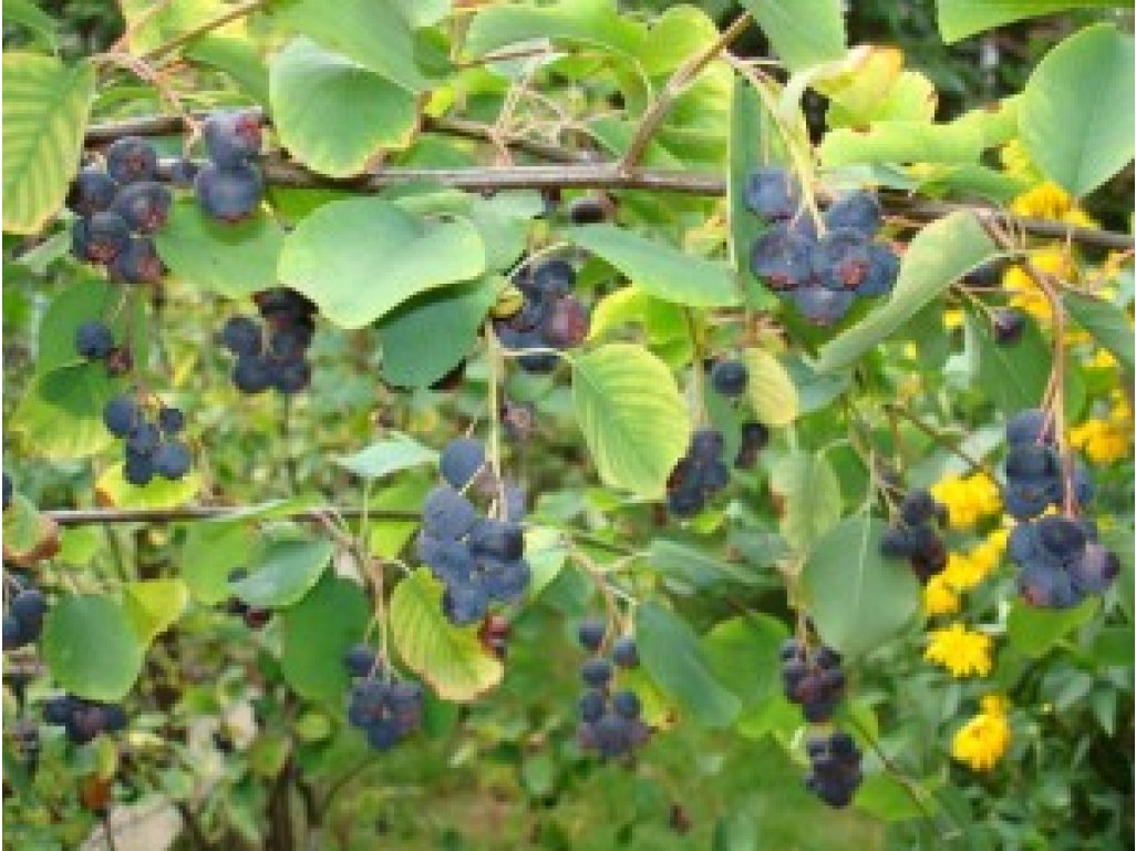 Amelanchier alnifolia 'Smoky' - saskatoon berry