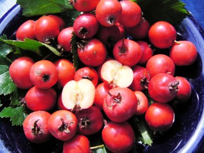 Crataegus pedicellata - maple leaf hawthorn