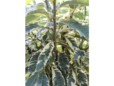 Castanea sativa ´Variegata´ - sweet chestnut