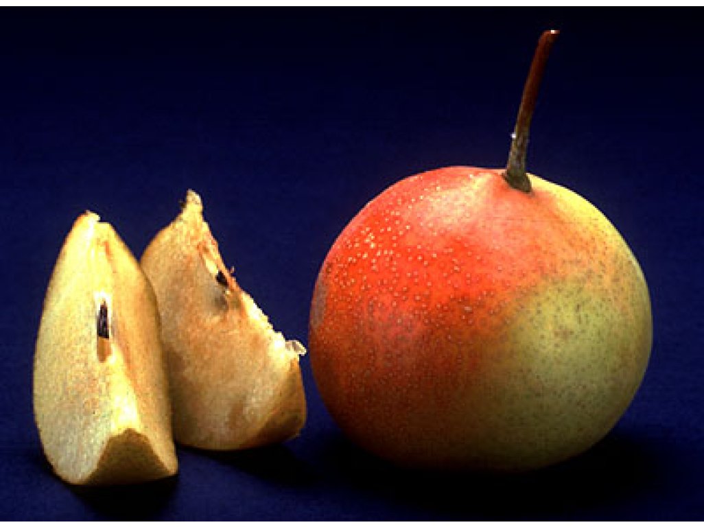 Sorbopyrus x auricularis ´Tatarova´