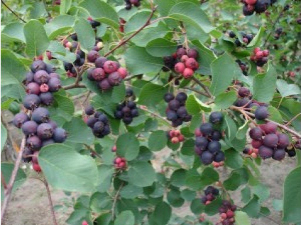 Amelanchier alnifolia 'Martin' - serviceberry