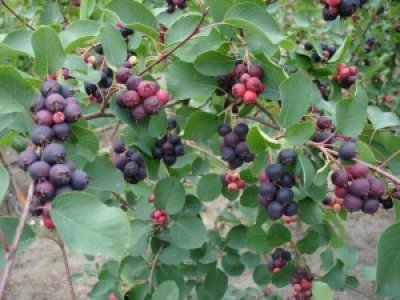 Amelanchier alnifolia 'Martin' - serviceberry