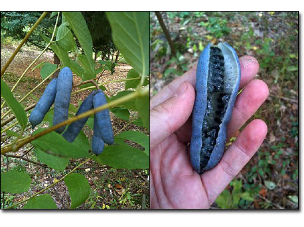 Decaisnea fargesii - dekaisnea - dead man's fingers