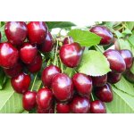 Dwarf fruit trees