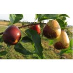 Jujube (Ziziphus jujuba)