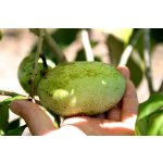 Asimina triloba - paw-paw - Indian banana