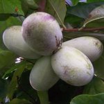 Early cultivars