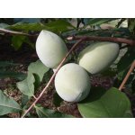 Medium early cultivars