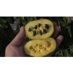 Self - pollinating variety