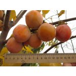 Persimmons - kakichurma