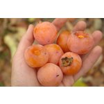 Diospyros virginiana varieties