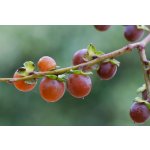 Botanical Persimmons