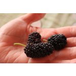 Mulberry - Morus sp.