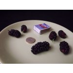 Large-fruited mulberry varieties