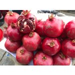 Prospective edible species