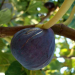 Varieties with dark flesh