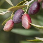Other interesting fruit species
