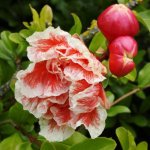 Pomegranate trees