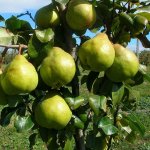 Mini pear and columnar varieties