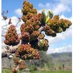 Big fruit varieties pistacia - pistachos