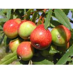 Clasical fruit tree and shrubs