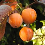 Persimmons varieties