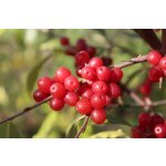Soft fruit