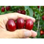 Cornelian cherry and dogwood