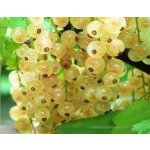 Currant and botanical species