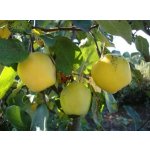 Pome fruit