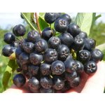 Chookeberry
